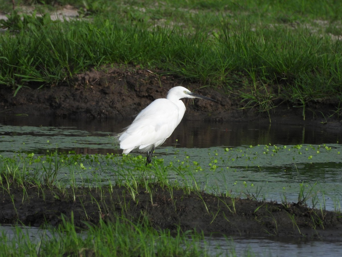 Garceta Común - ML645847958