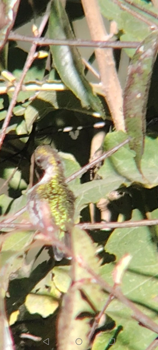 Colibrí Gorjirrubí - ML645847960