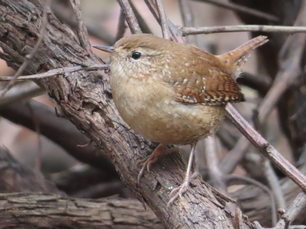 Winter Wren - ML645847976