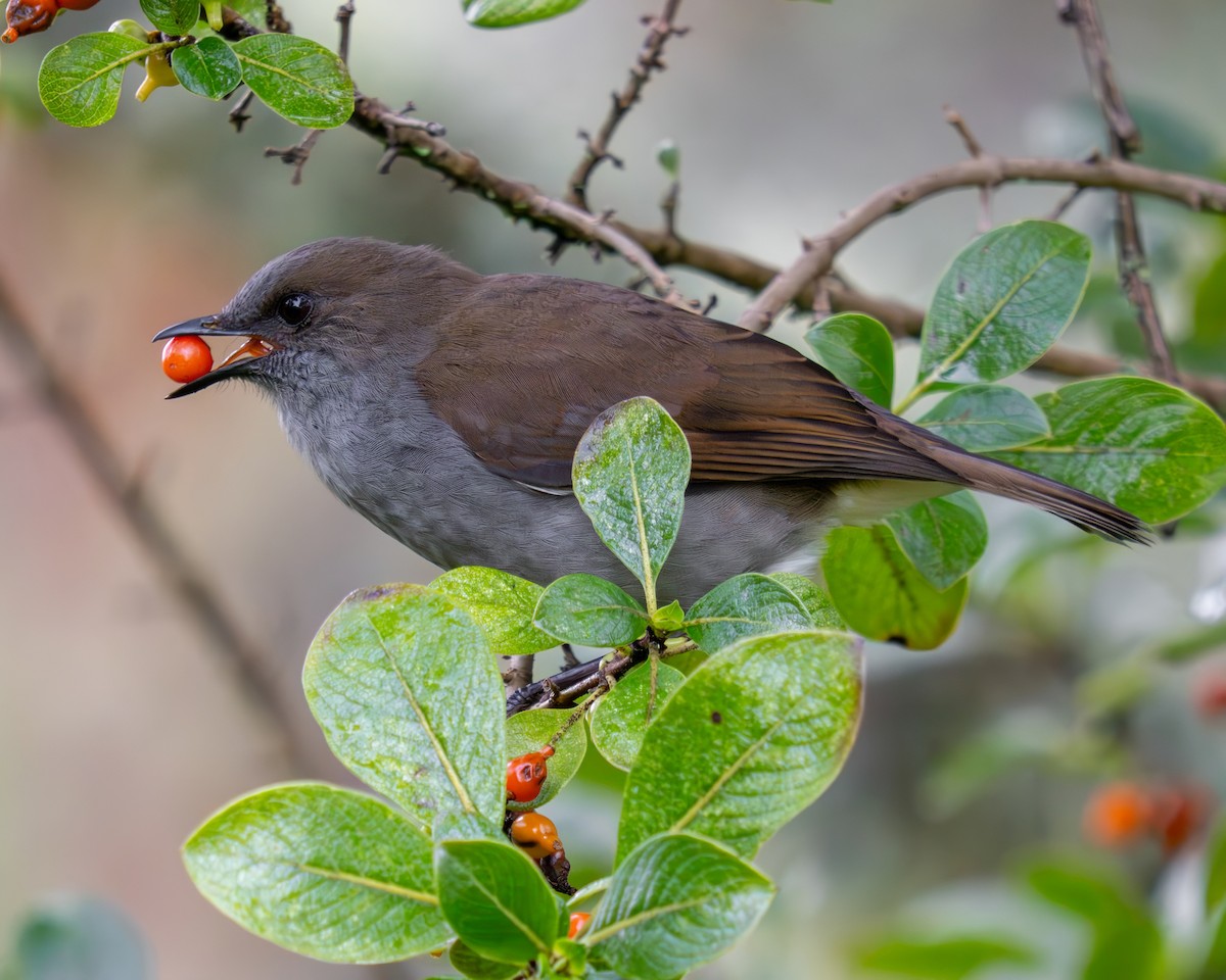 ハワイツグミ - ML645847989