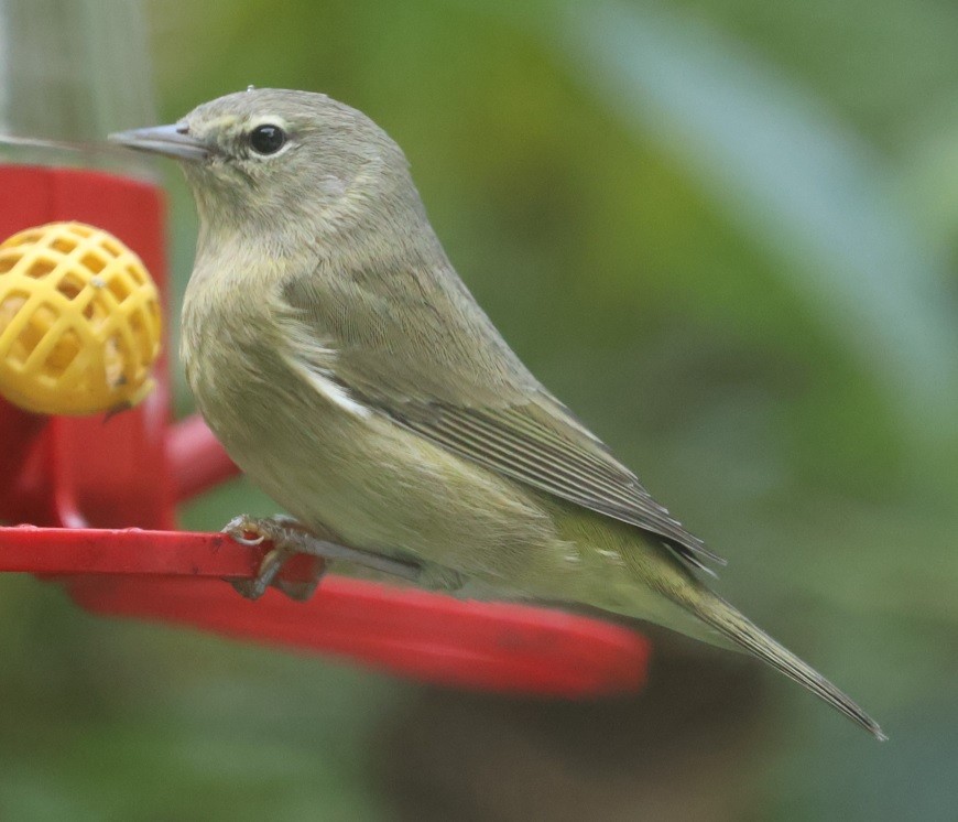 lesňáček hvězdičkový - ML645847993