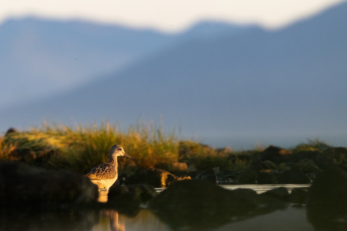 Greater Yellowlegs - ML645847998