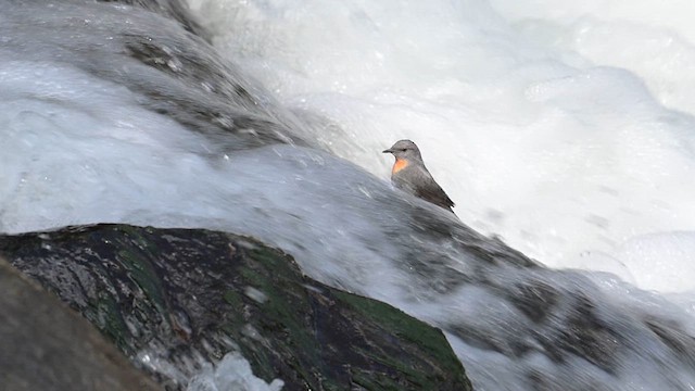 Rufous-throated Dipper - ML645847999