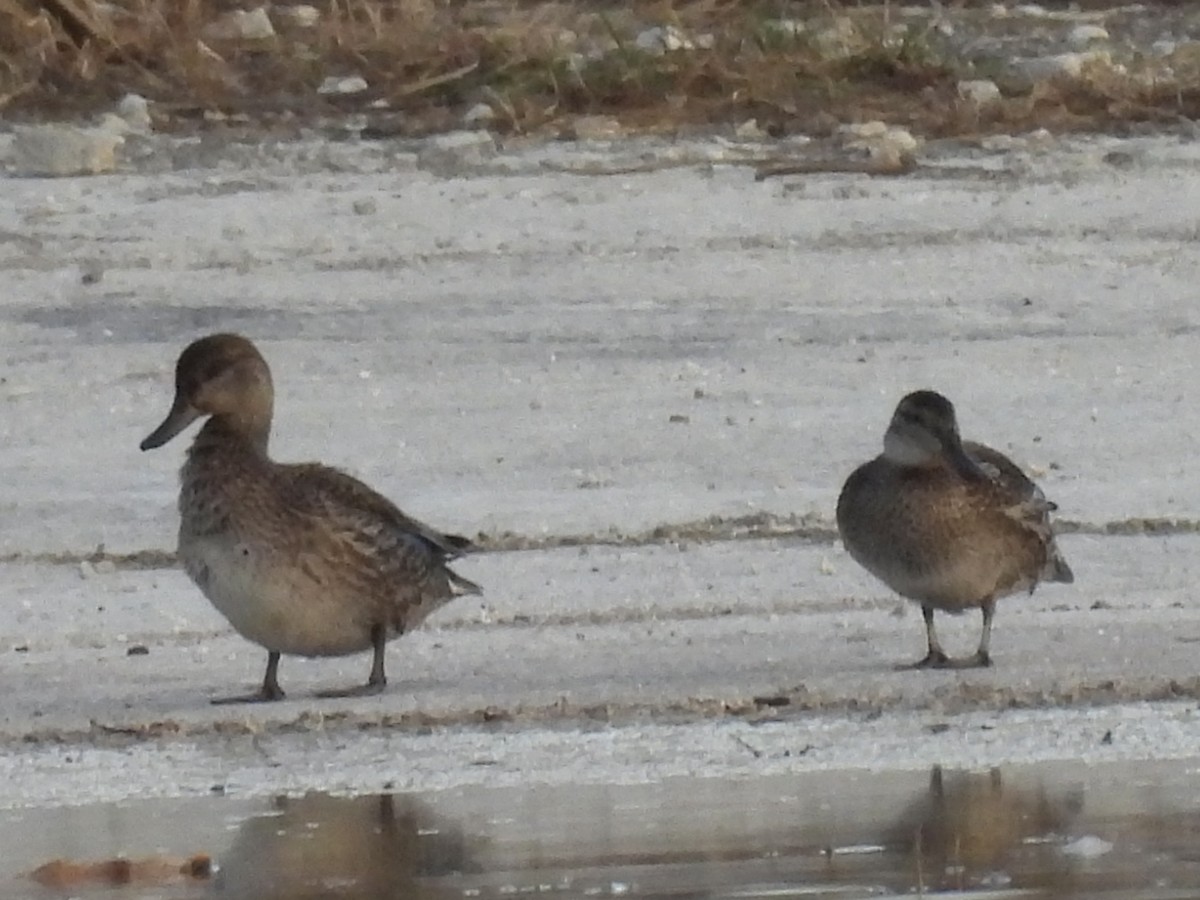 Цагаан хөмсөгт/Ногоохон нугаc - ML645848000