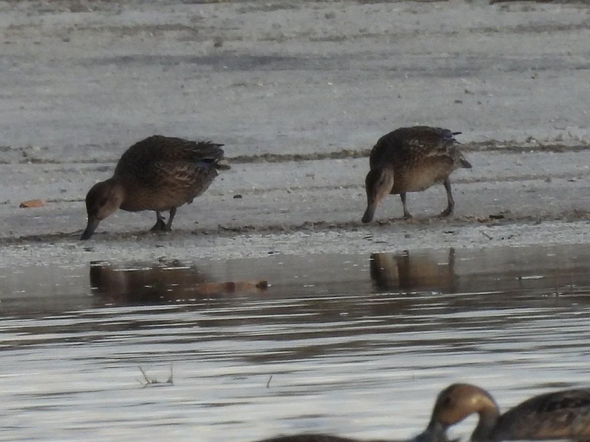 Цагаан хөмсөгт/Ногоохон нугаc - ML645848001