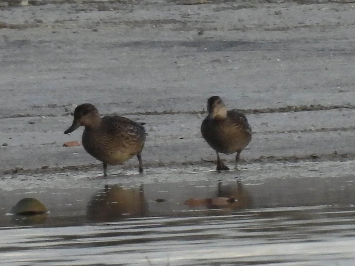 Цагаан хөмсөгт/Ногоохон нугаc - ML645848002