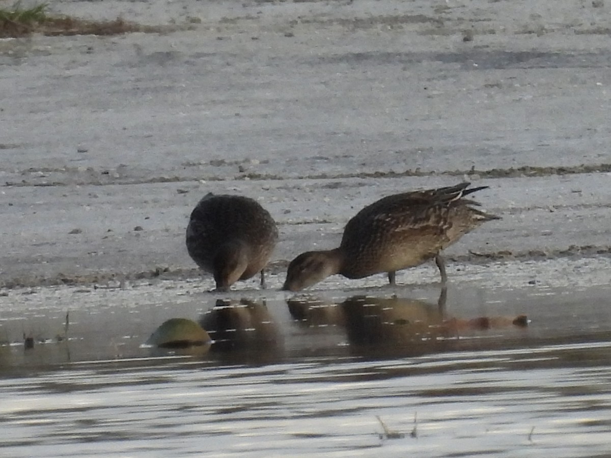 Цагаан хөмсөгт/Ногоохон нугаc - ML645848003