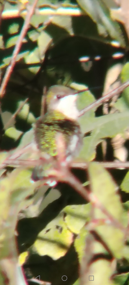 Colibri à gorge rubis - ML645848009