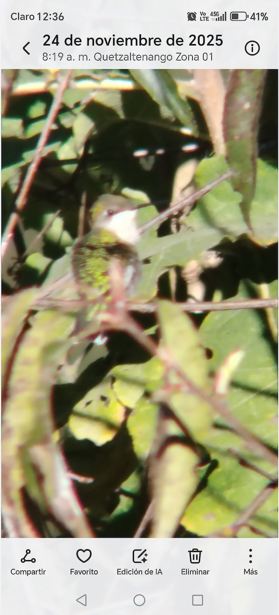 Colibri à gorge rubis - ML645848010