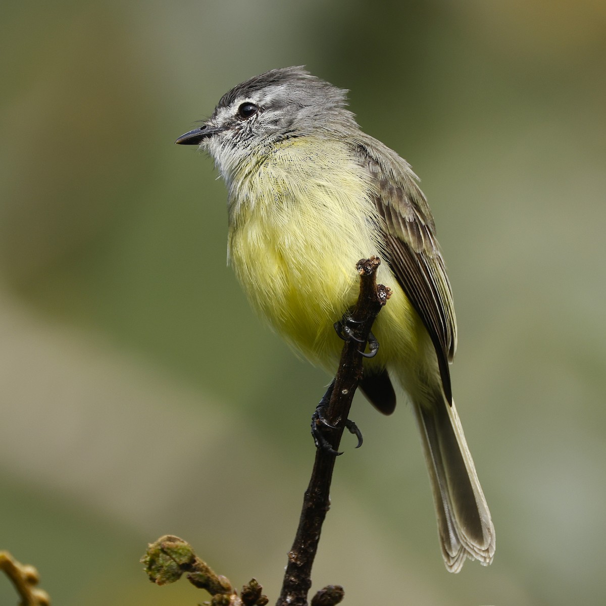 Choco Tyrannulet - ML645848012