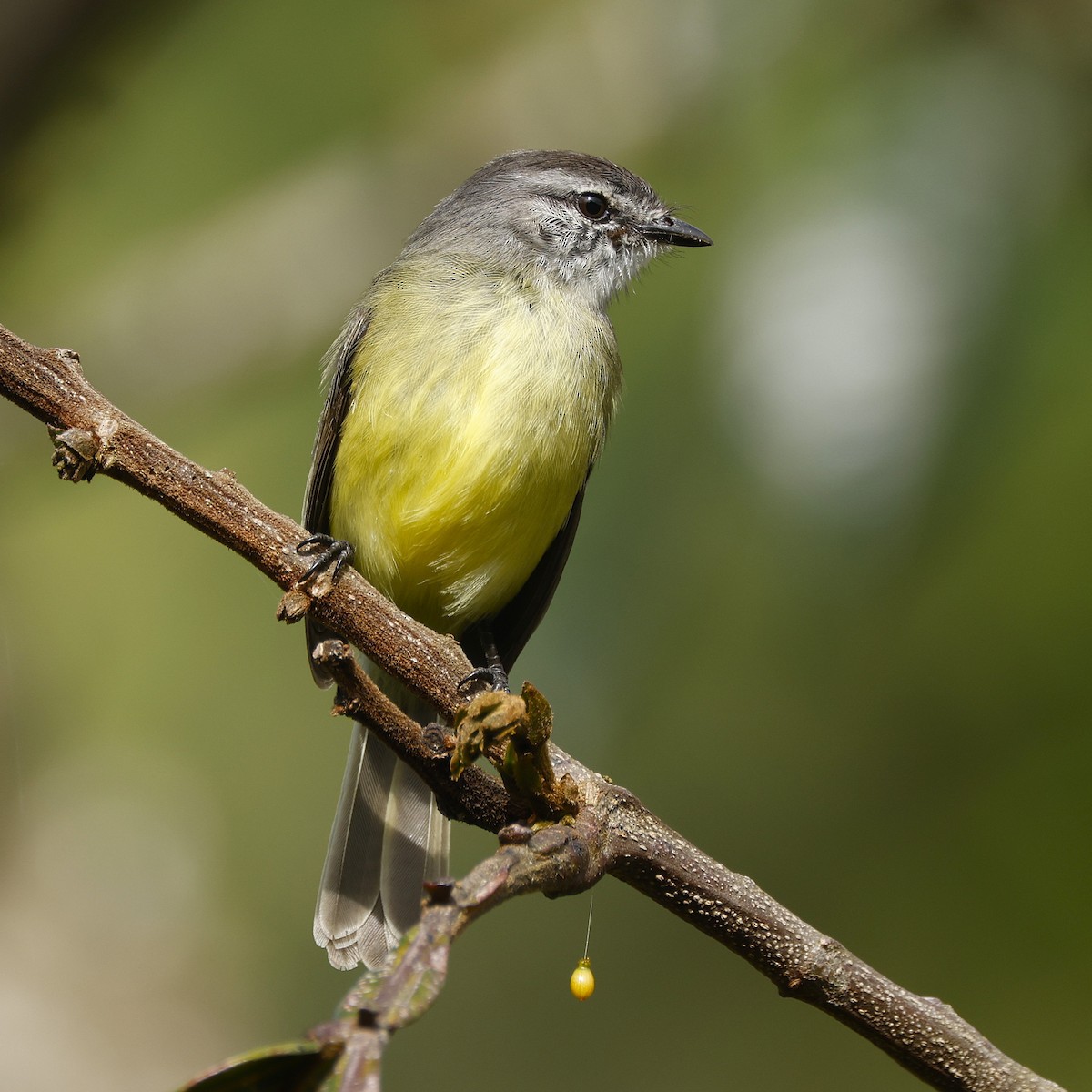 Sooty-headed Tyrannulet - ML645848016
