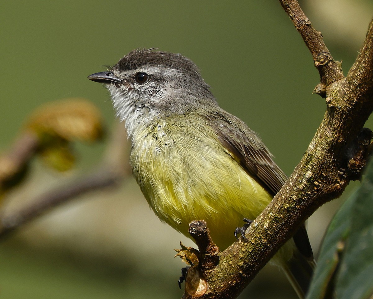 Sooty-headed Tyrannulet - ML645848017