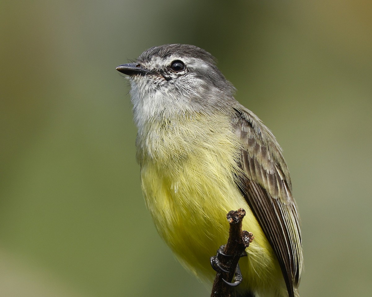 Sooty-headed Tyrannulet - ML645848018
