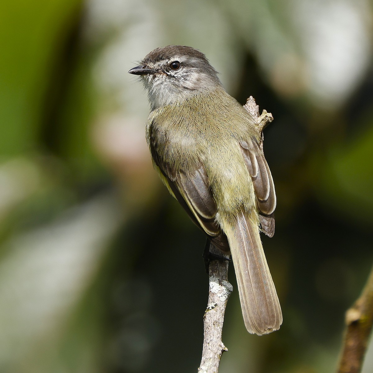 Sooty-headed Tyrannulet - ML645848019