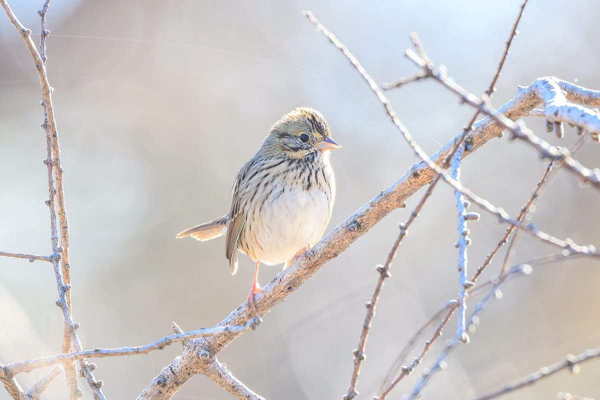 Lincoln's Sparrow - ML645848023