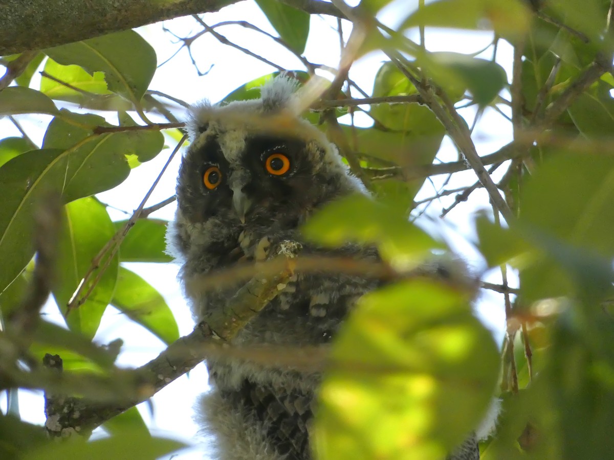 Long-eared Owl - ML645848029