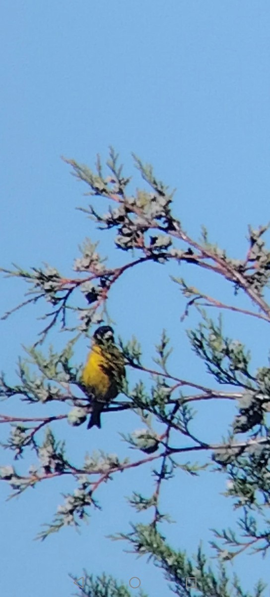 Black-headed Siskin - ML645848035