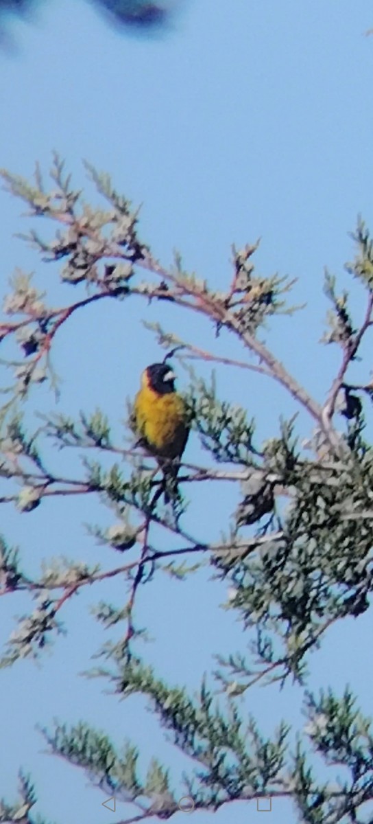 Black-headed Siskin - ML645848036