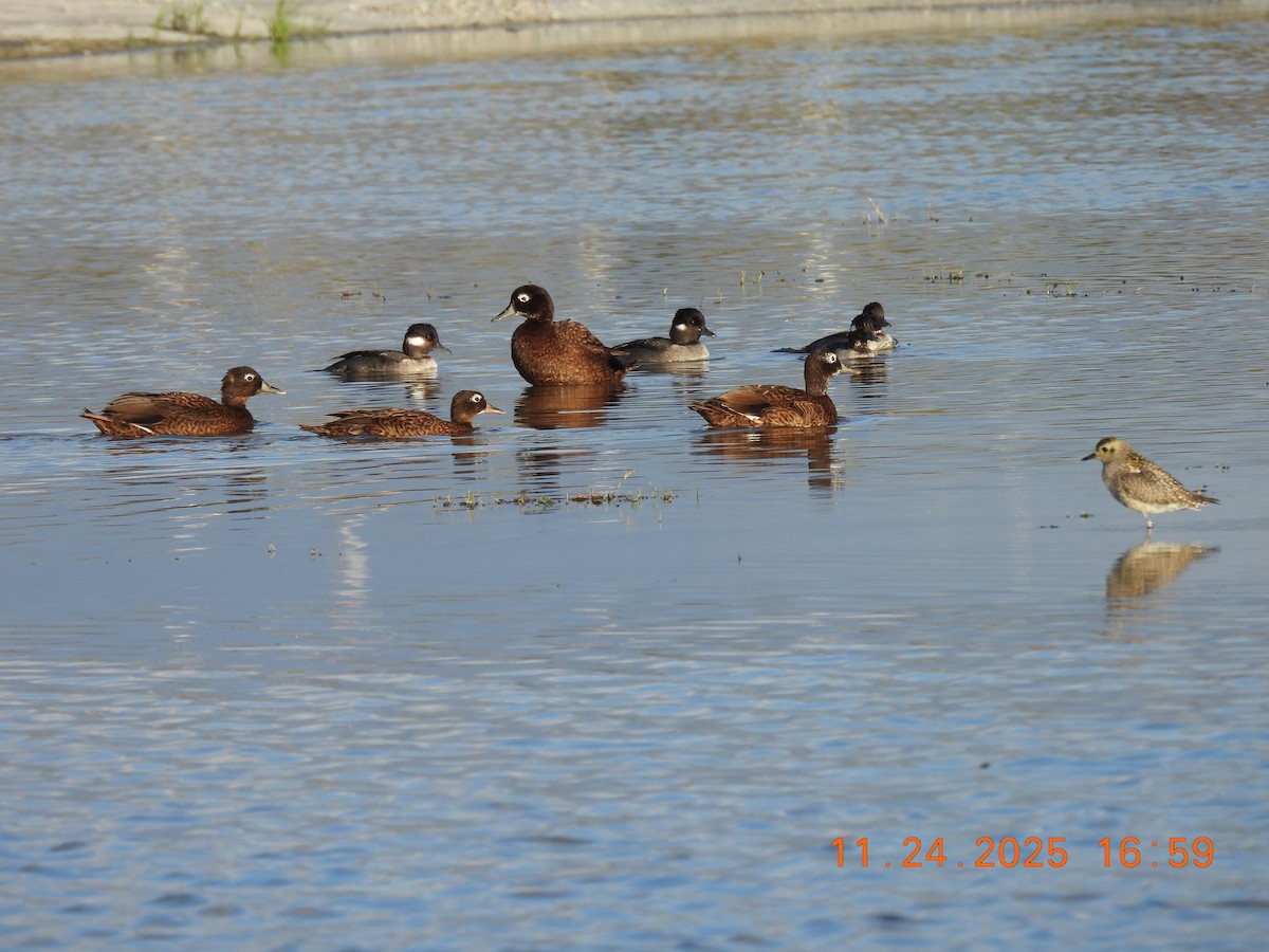 Bufflehead - ML645848037