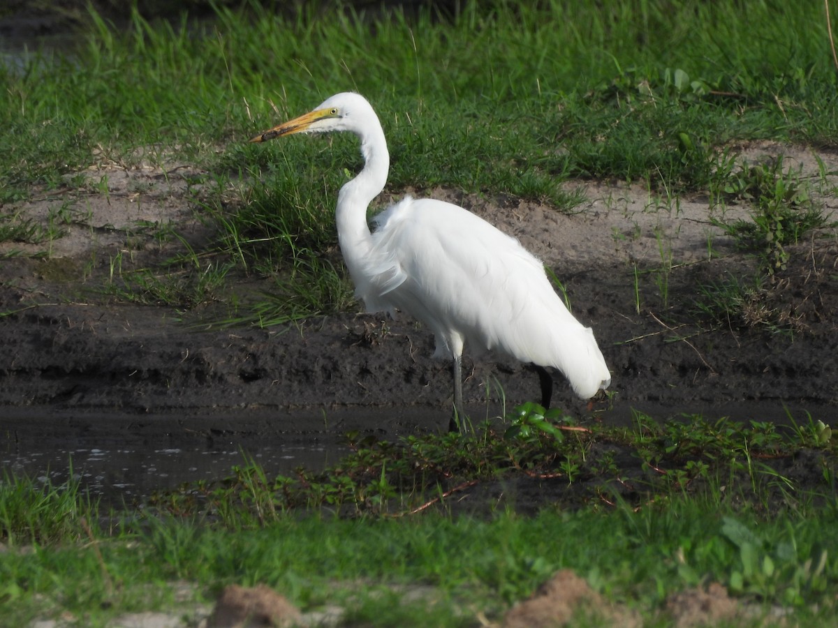 Great Egret - ML645848038