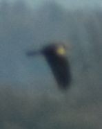 Western Marsh Harrier - ML645848039