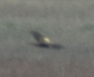 Western Marsh Harrier - ML645848041