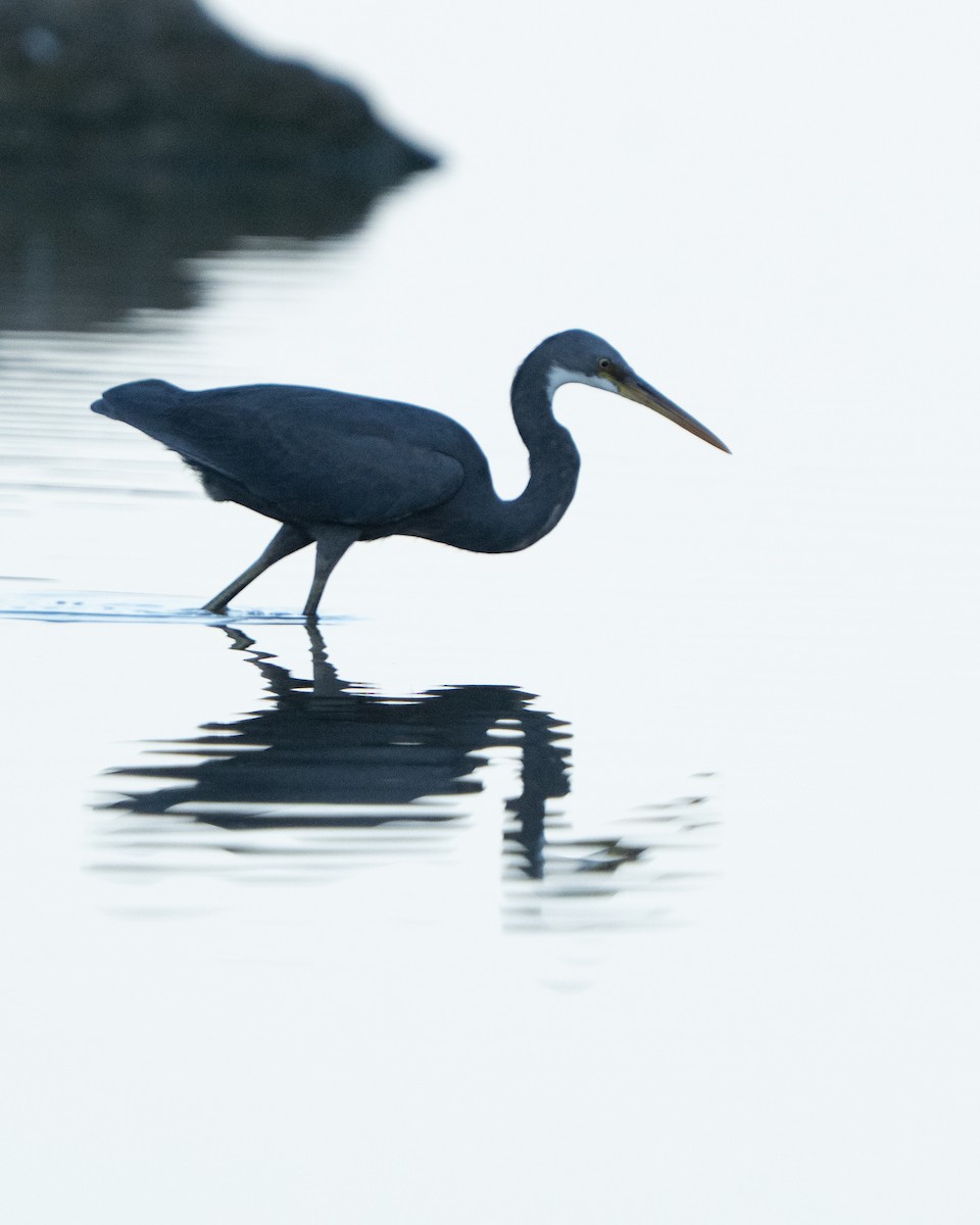 Western Reef-Heron - ML645848046