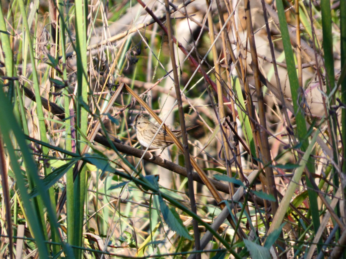 Lincoln's Sparrow - ML645848048
