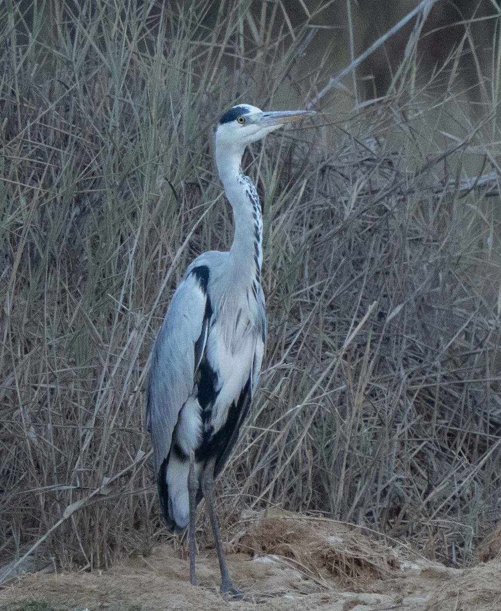 Gray Heron - ML645848050