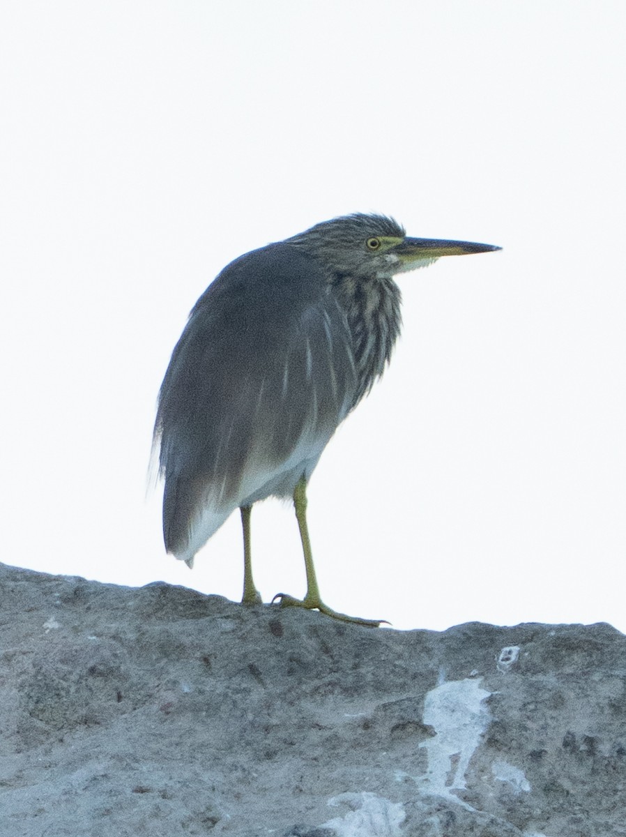 Indian Pond-Heron - ML645848052