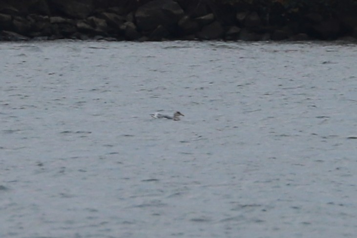 American Herring Gull - ML645848053