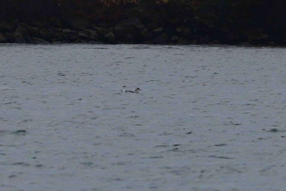 American Herring Gull - ML645848054