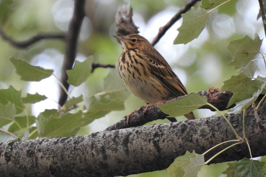 Tree Pipit - ML645848055