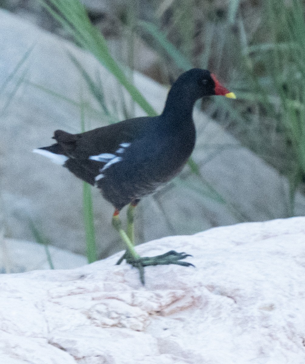 Eurasian Moorhen - ML645848062