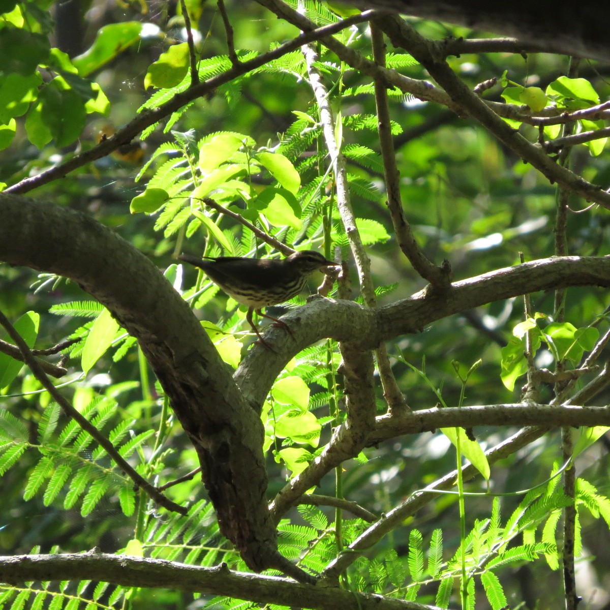 Northern Waterthrush - ML645848063