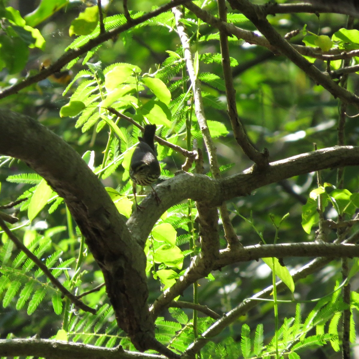 Northern Waterthrush - ML645848064