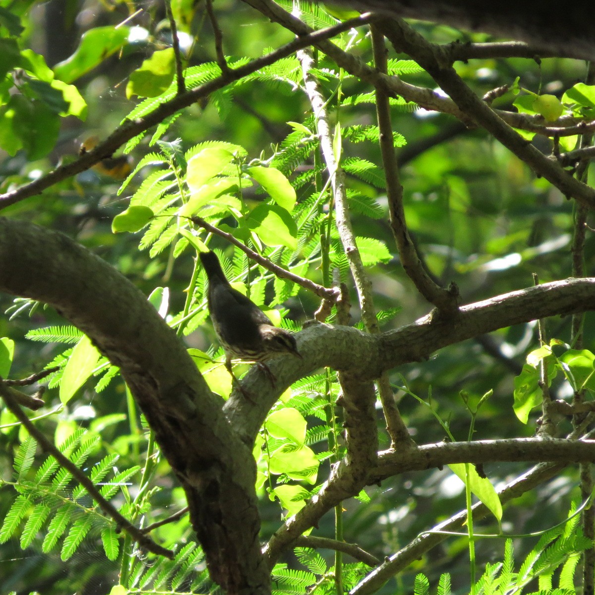Northern Waterthrush - ML645848065