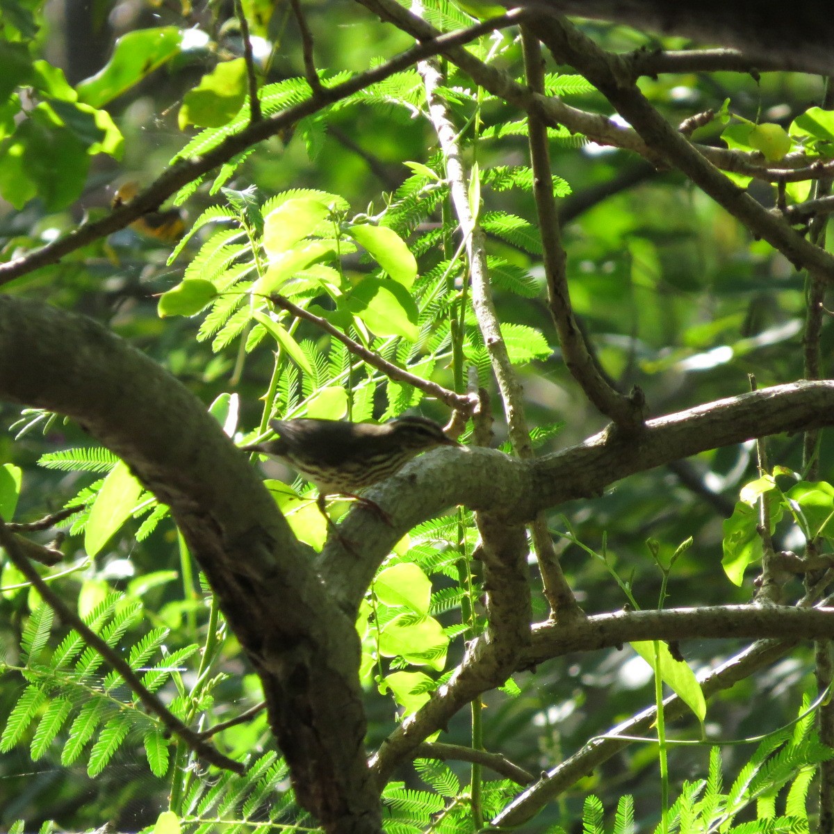 Northern Waterthrush - ML645848066