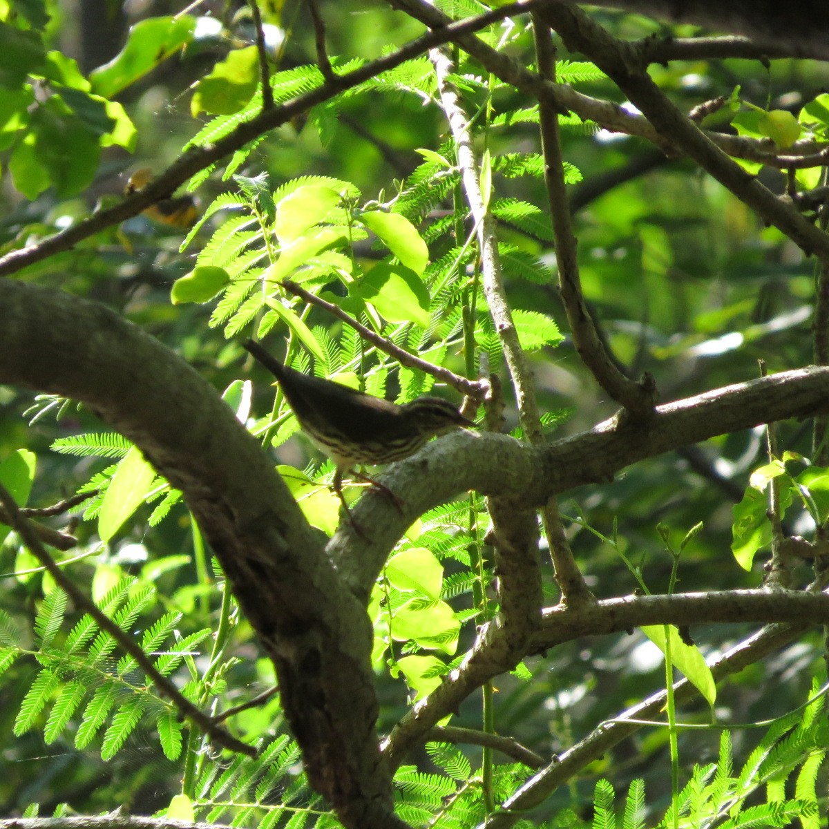 Northern Waterthrush - ML645848067