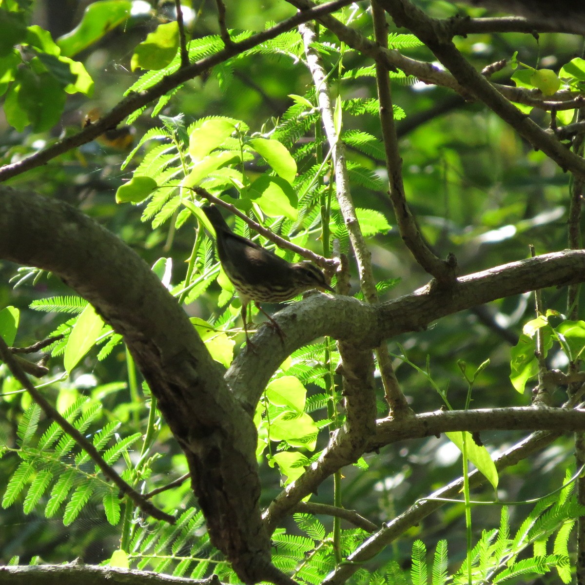 Northern Waterthrush - ML645848068