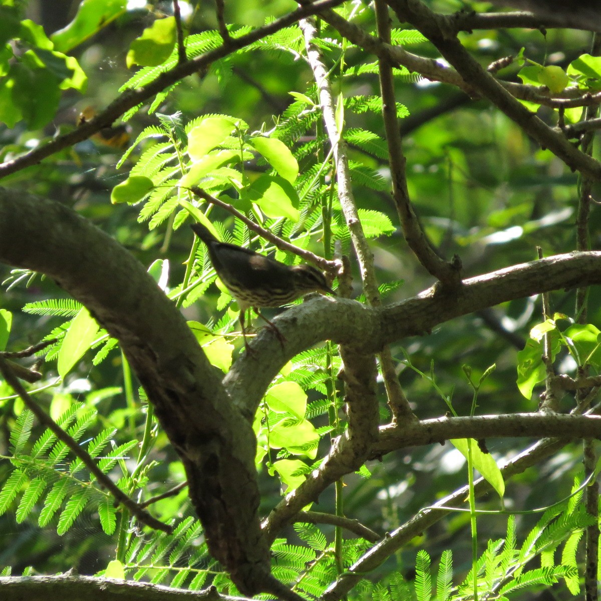 Northern Waterthrush - ML645848069