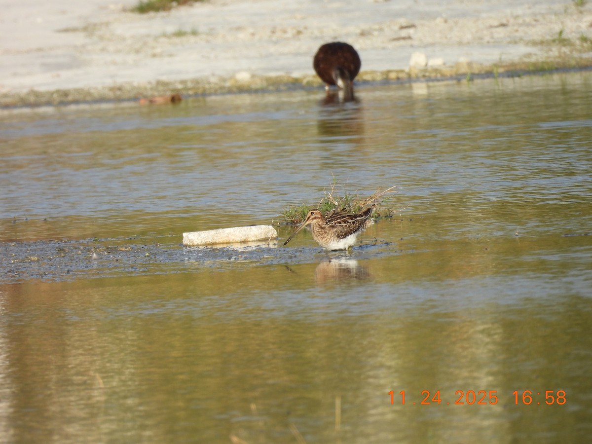 Шөвгөн хараалж - ML645848070