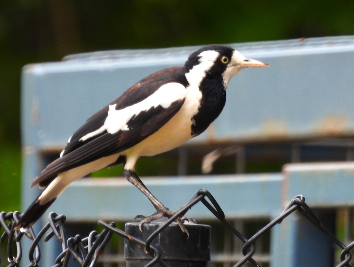 Magpie-lark - ML645848071