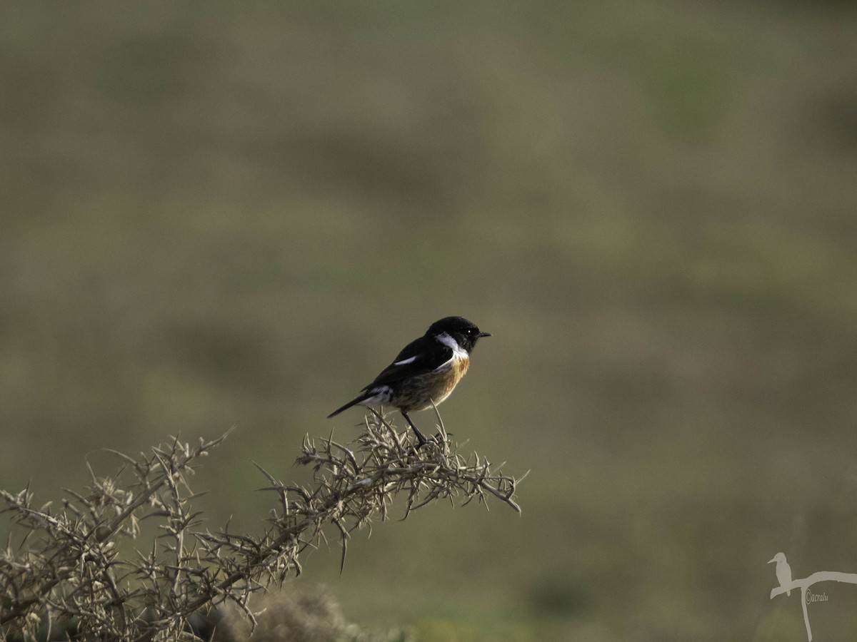 European Stonechat - ML645848073