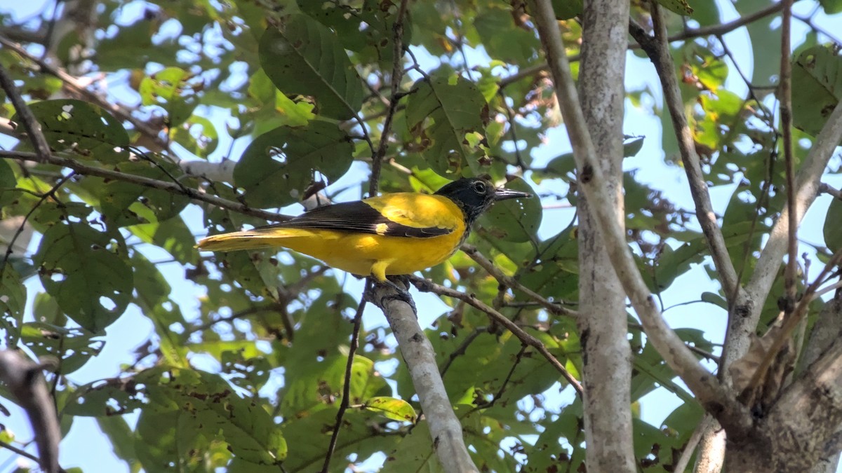 žluva černokápá - ML645848075