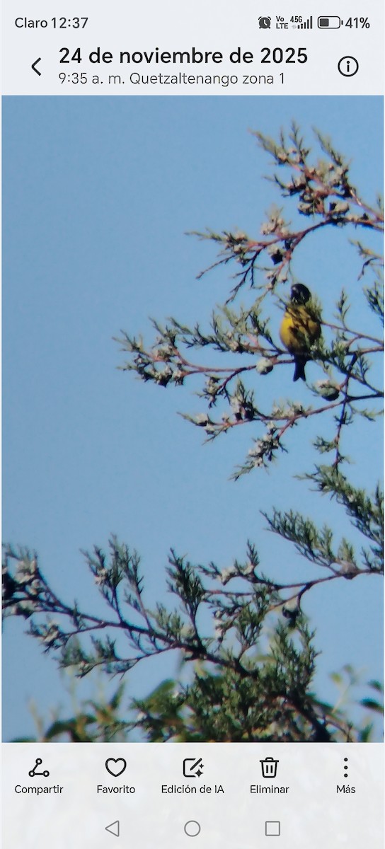 Black-headed Siskin - ML645848079