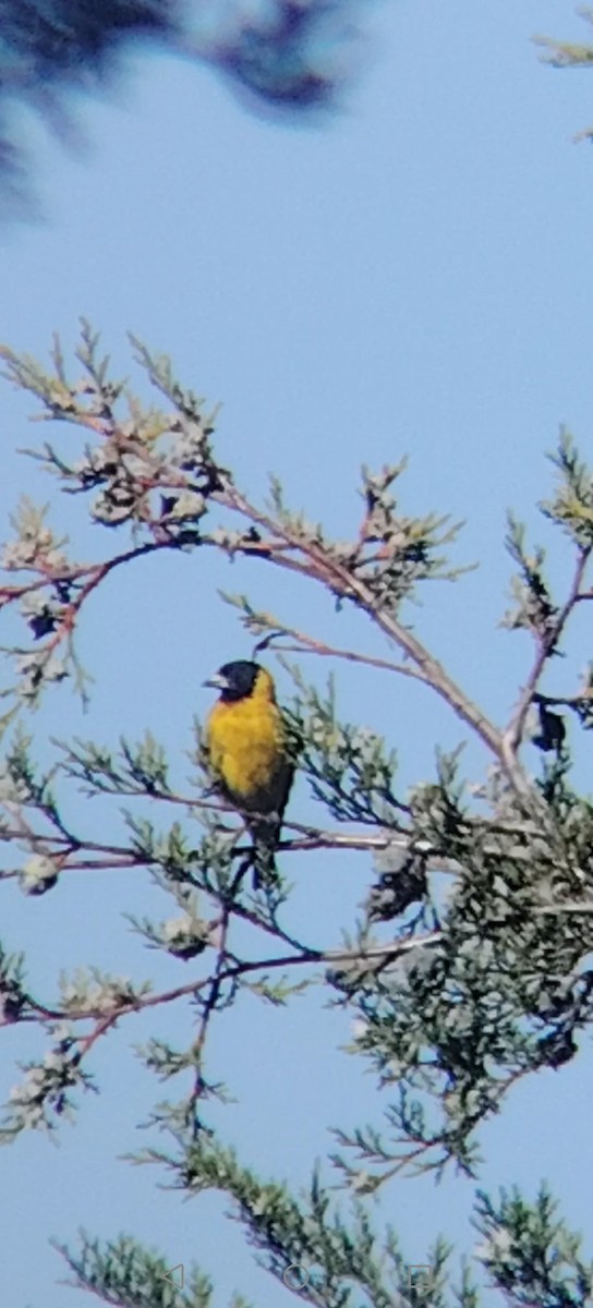 Black-headed Siskin - ML645848080