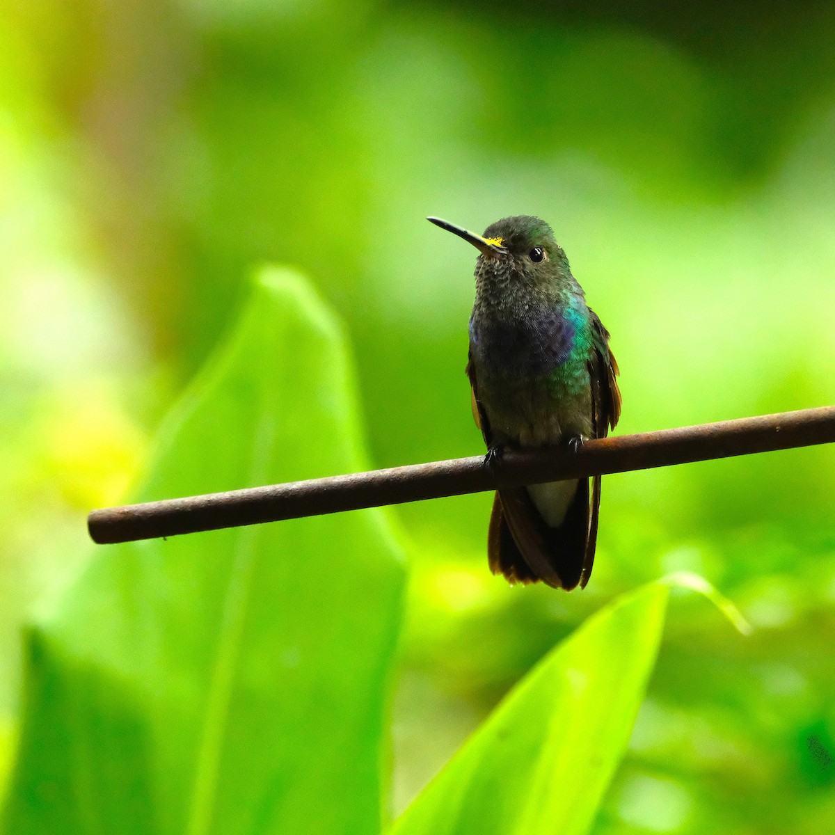 Purple-chested Hummingbird - ML645848084