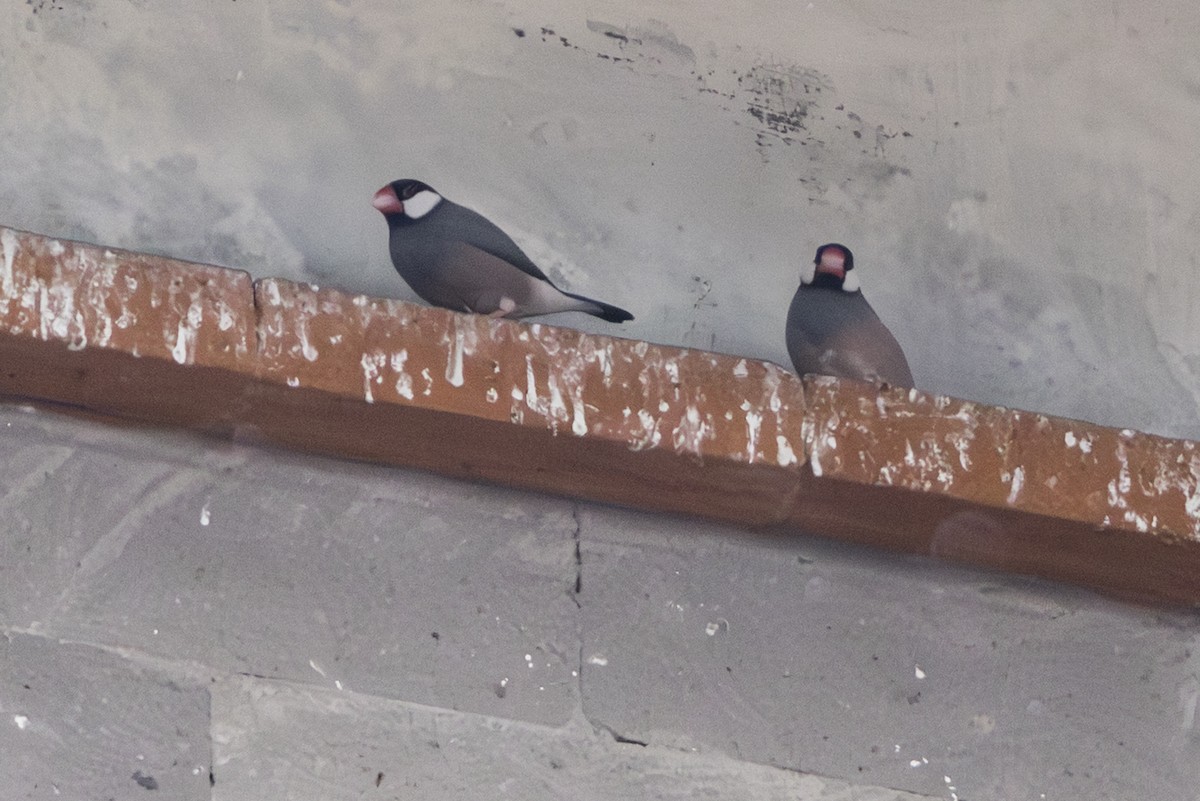 爪哇雀 - ML645848087