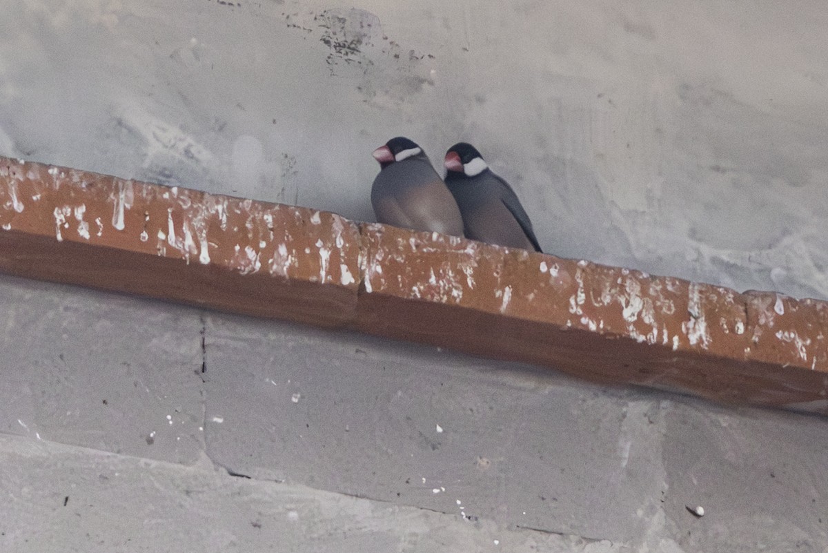 爪哇雀 - ML645848088